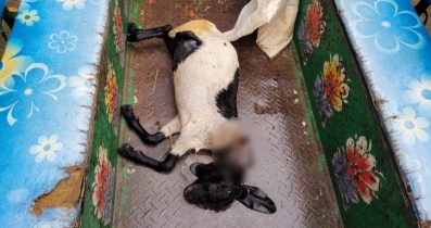 বগুড়ার শেরপুরে গাছের পাতা খাওয়ায় ছাগলকে কুপিয়ে হত্যা